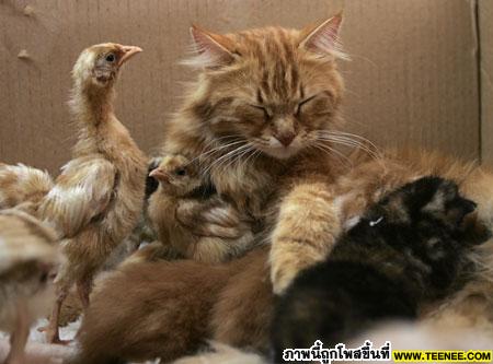 Old cat lives with 7 chicks