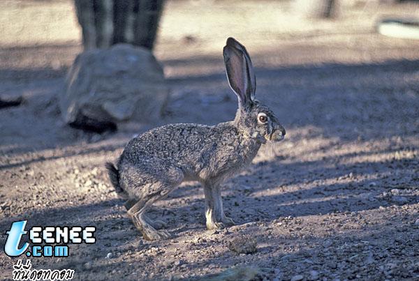 กระต่ายหูยาวมากเลยนิ