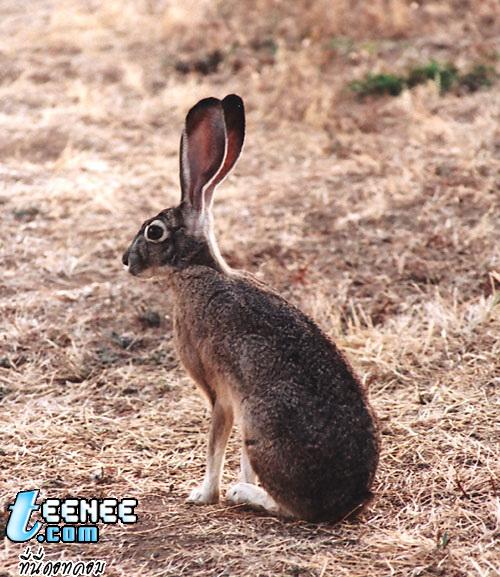 กระต่ายหูยาวมากเลยนิ