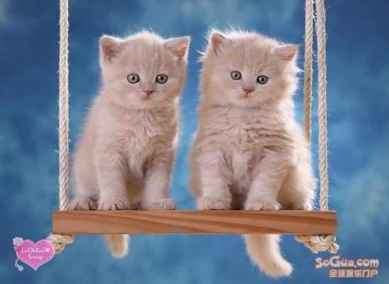 Cute Cats for Pets Lovers