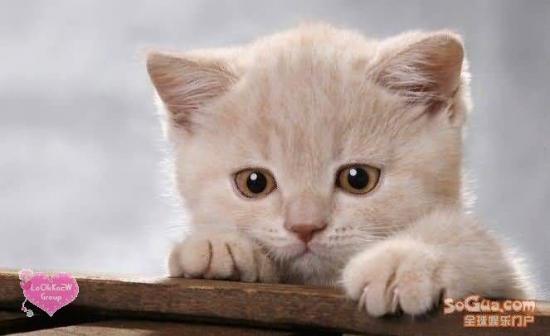 Cute Cats for Pets Lovers