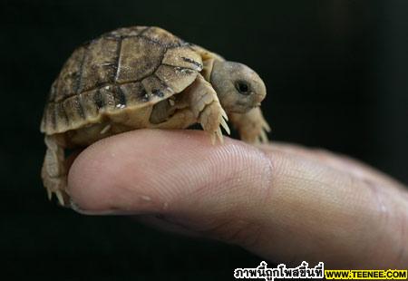 Endangered Egyptian tortoises