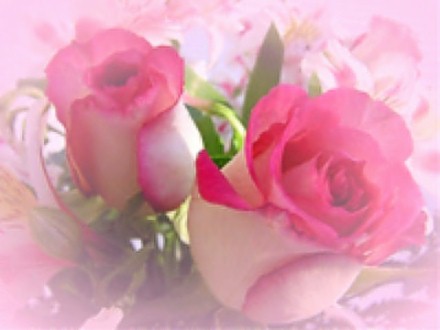 ดอกกุหลาบสีชมพูสวย ๆ มาแล้วค่ะ @^_^@