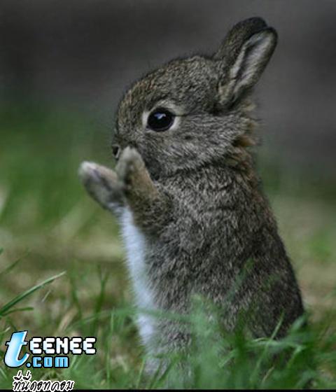 bunny cute