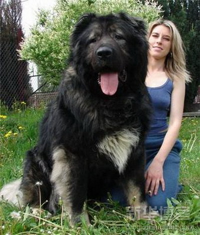  I Love Big Dog