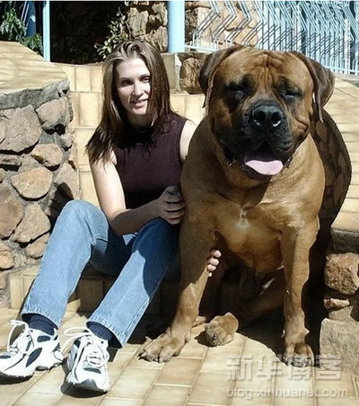 I Love Big Dog