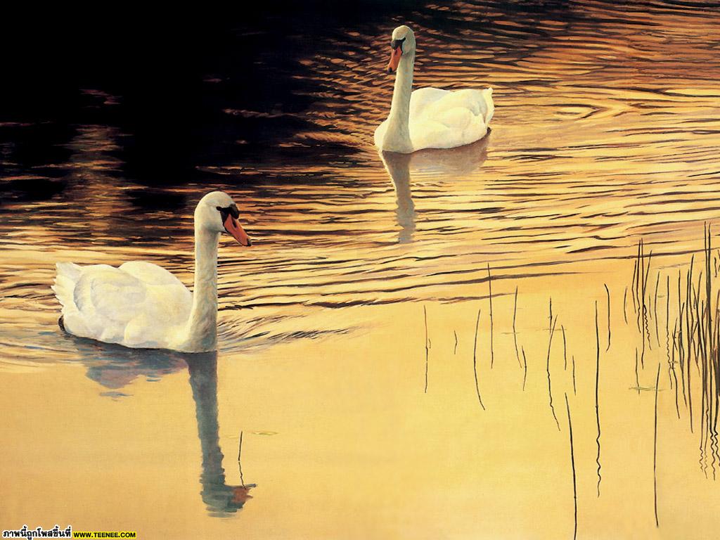 Swans