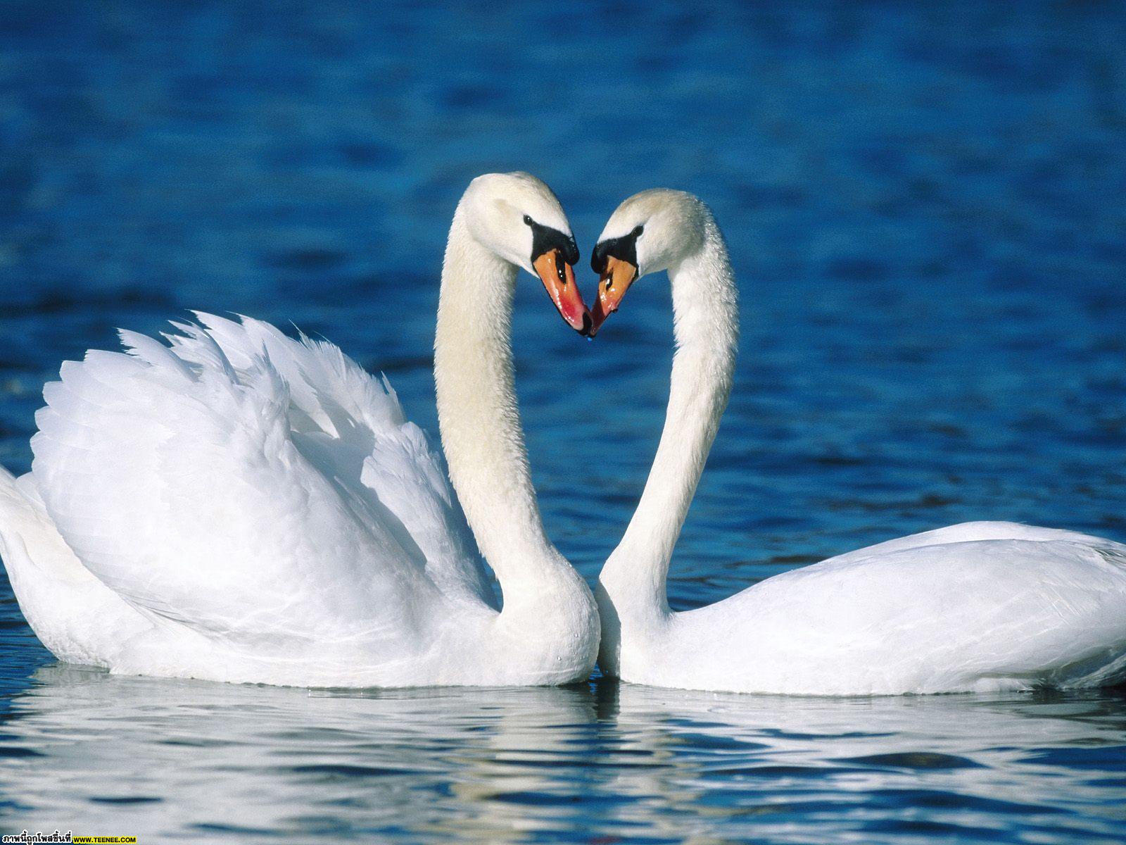 Water & Shore Birds