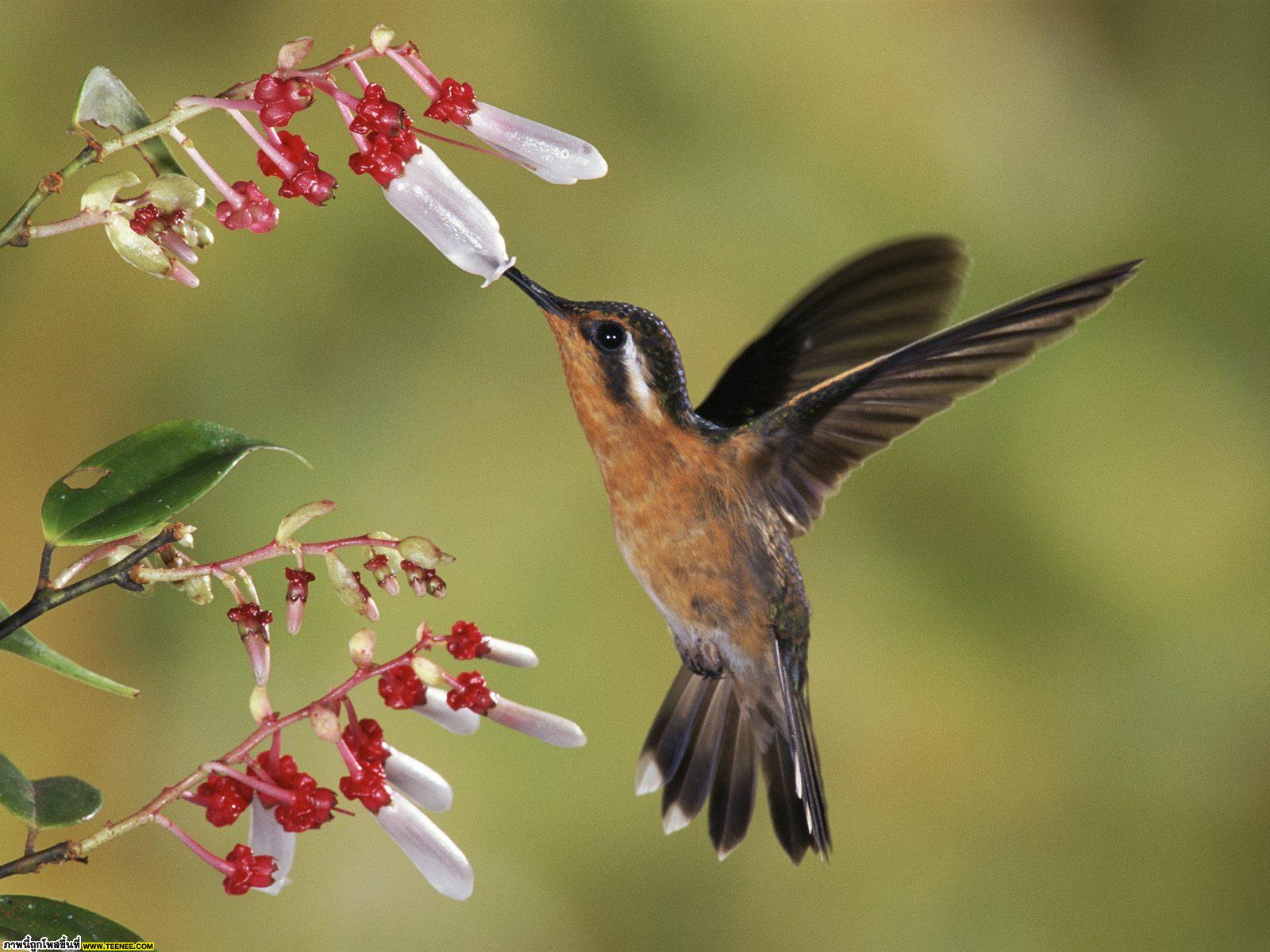 Wild and Songbirds