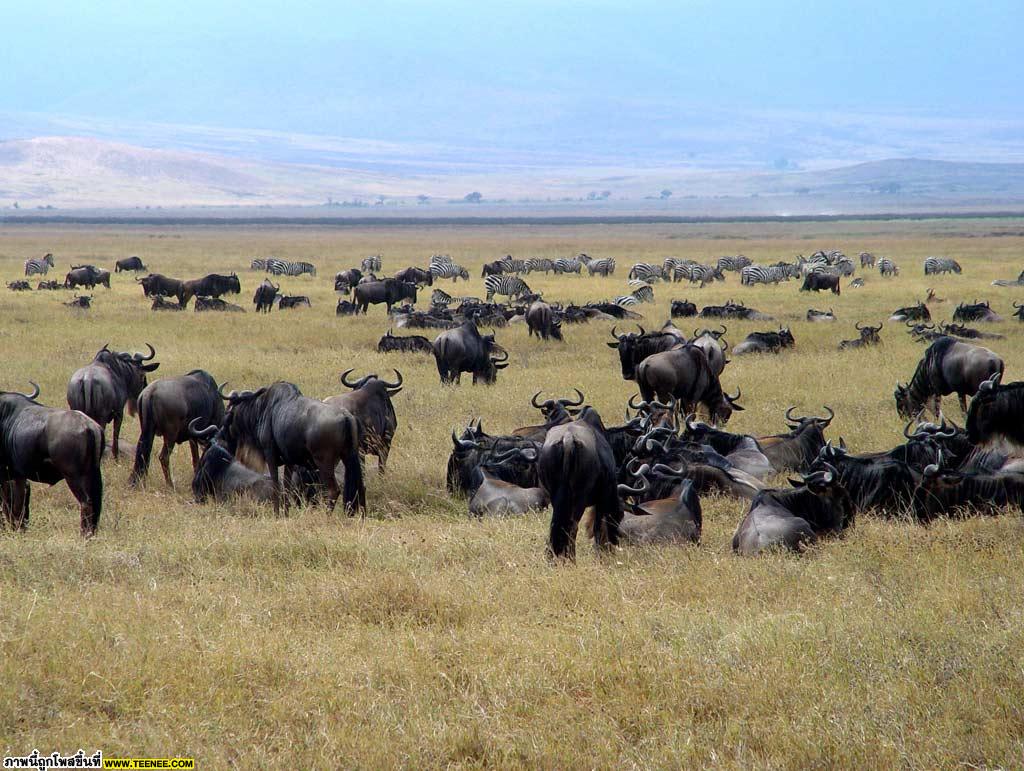 Wildebeest