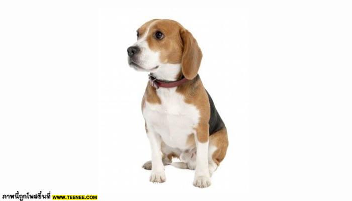 Beagle