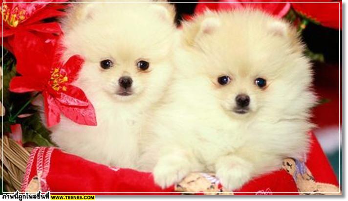 poMeranians