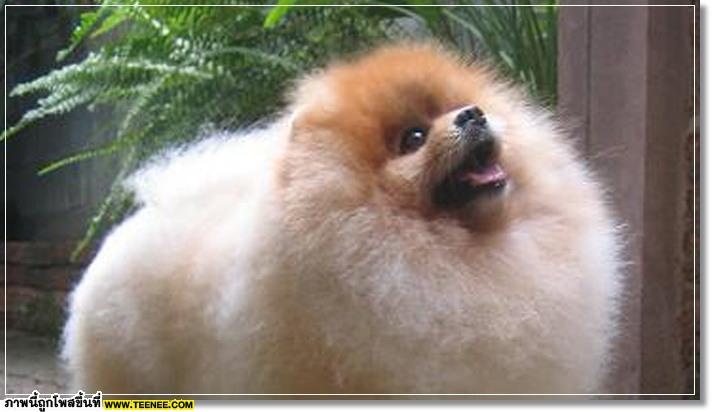 poMeranians