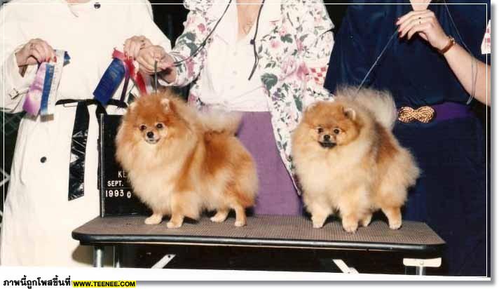 poMeranians