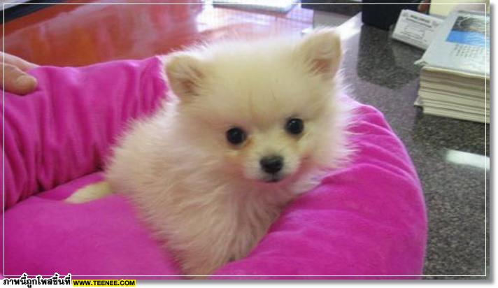 poMeranians