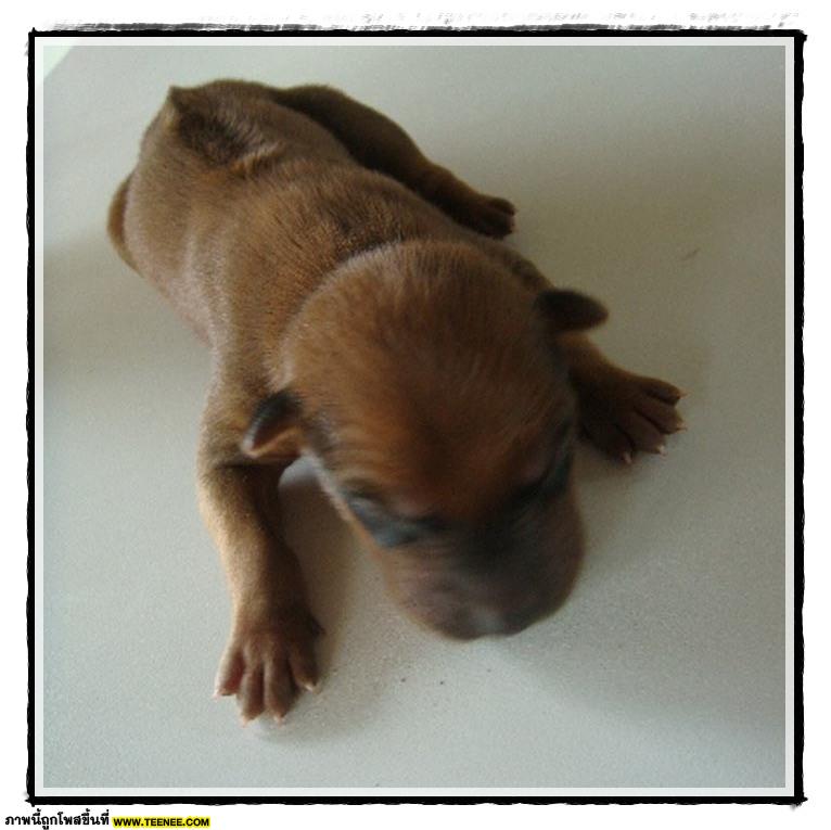 Thai ridgeBack doG