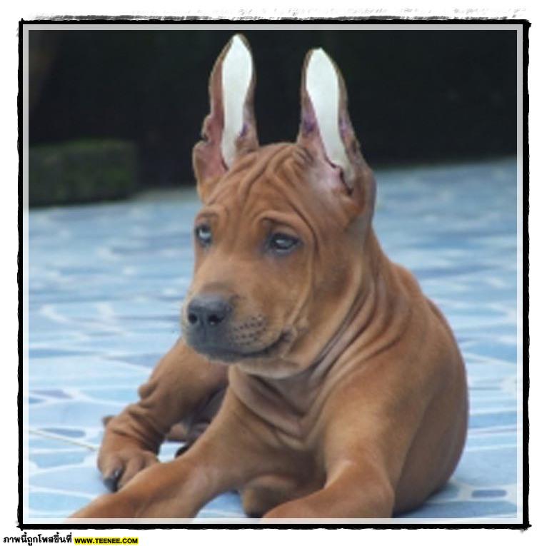 Thai ridgeBack doG