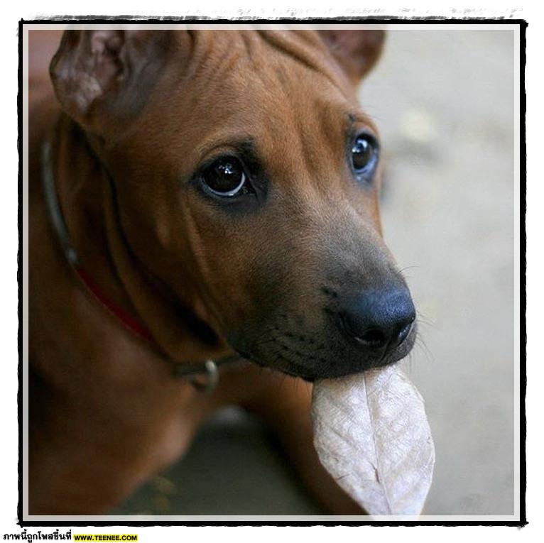 Thai ridgeBack doG