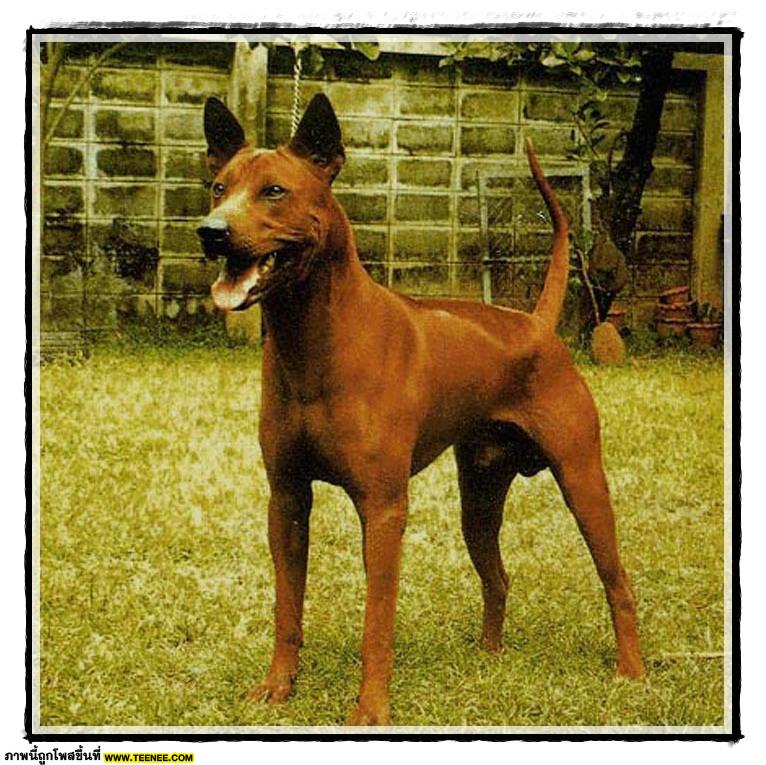 Thai ridgeBack doG