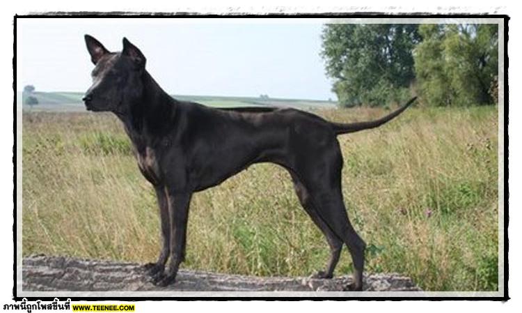 Thai ridgeBack doG