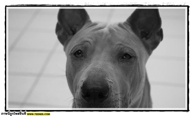 Thai ridgeBack doG