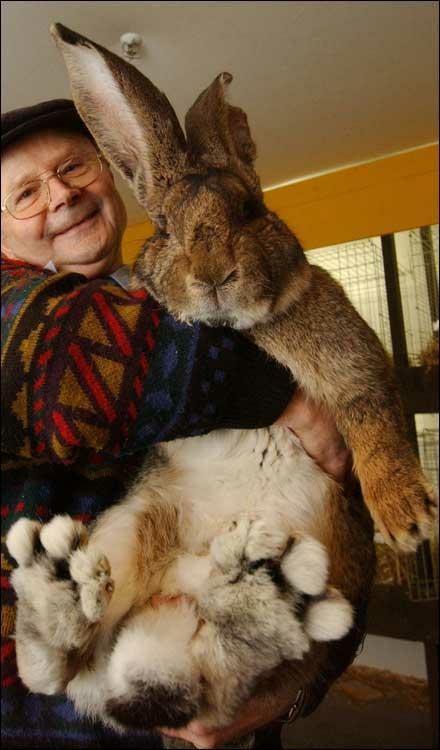 กระต่ายจริงอ่ะ..ตัวใหญ่ได้อีก!!