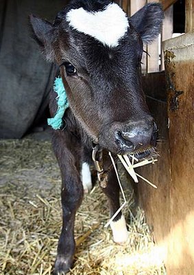 Baby Ox with Whopping HUGE Heart-Shaped Marking 