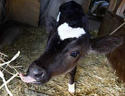 Baby Ox with Whopping HUGE Heart-Shaped Marking 