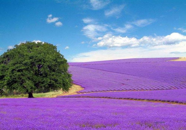 Beauty Of Lavender Fields 