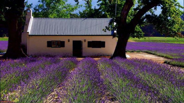 Beauty Of Lavender Fields 