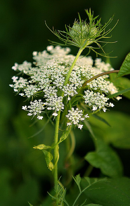 Glorious Flowers #4