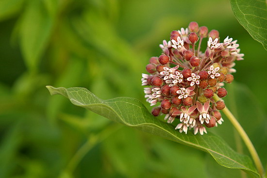 Glorious Flowers #4