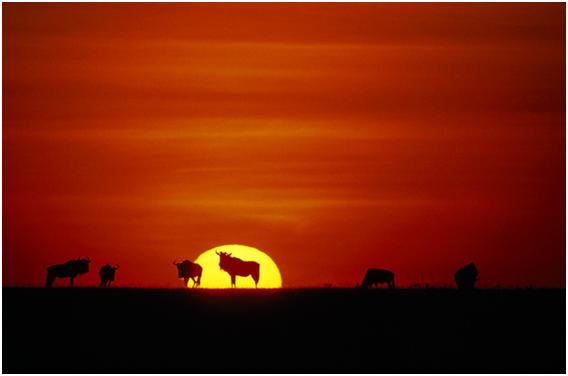 อันดับที่ 7 Serengeti, Tanzania