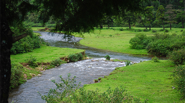 Munnar, Kerala