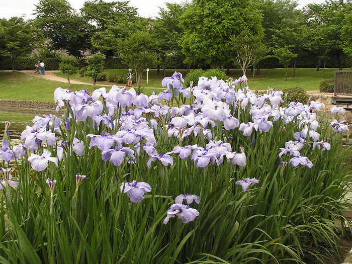 เอา ดอกไอริส (Iris) มาฝาก