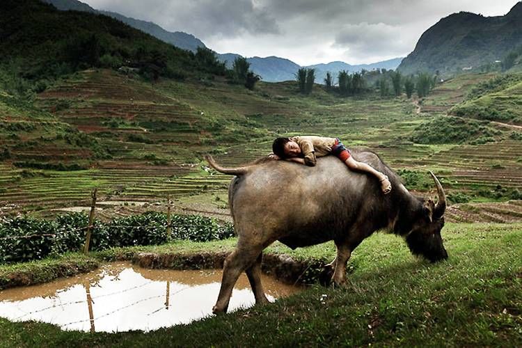 The Boy And The Bullalo