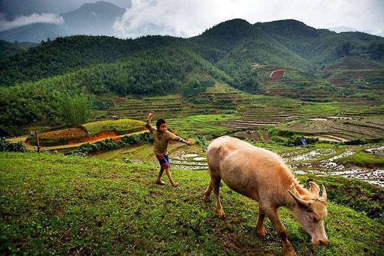 The Boy And The Bullalo