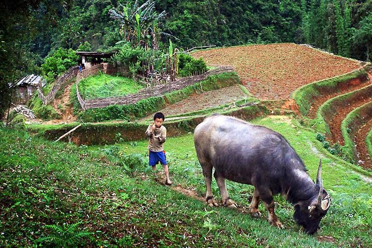 The Boy And The Bullalo