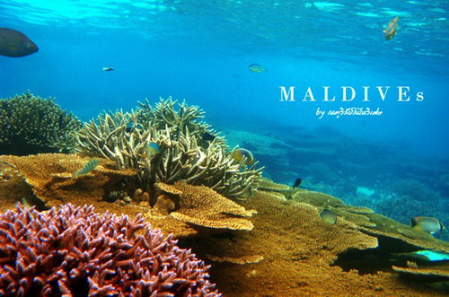 มัลดีฟส์ ดินแดนสวรรค์กลางมหาสมุทรอินเดีย ( 2 )