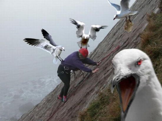 ภาพตลก นกเกรียน จากทั่วโลก