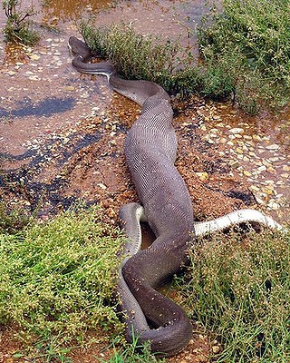 งูเขมือบจระเข้ทั้งตัว หลังสู้กันในน้ำ