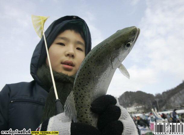 ~ มหกรรมตกปลาใต้น้ำแข็งที่เกาหลี ~