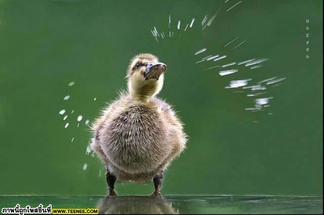 Baby, Animal and Giggle