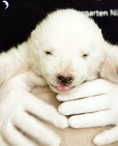 ลูกหมีขาว...น่ารักมาก!!!!