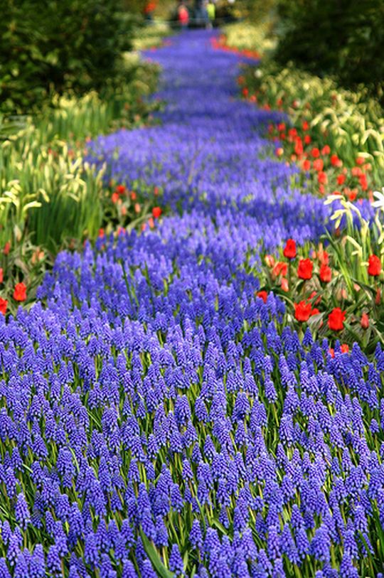 Keukenhof Garden Holland # 1