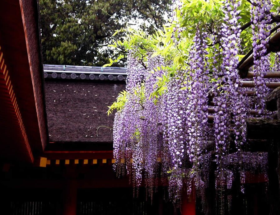 Wisteria บานสะพรั่ง 1