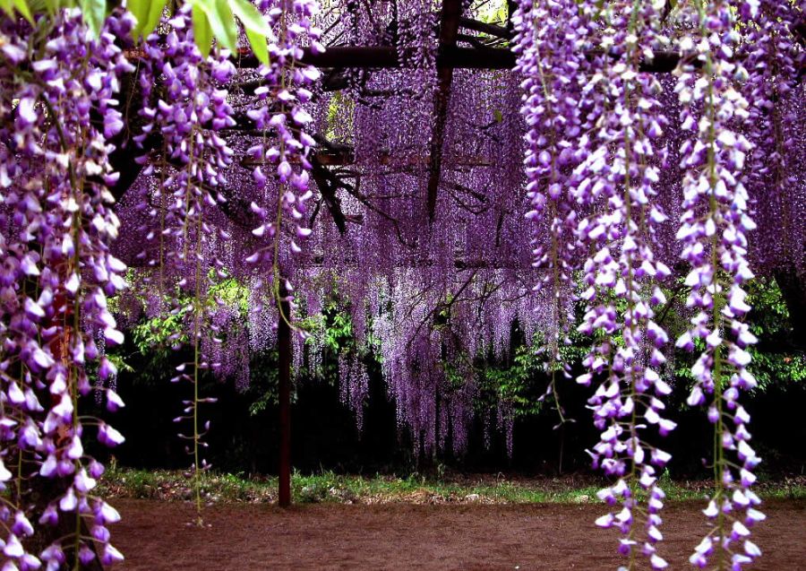 Wisteria บานสะพรั่ง 1