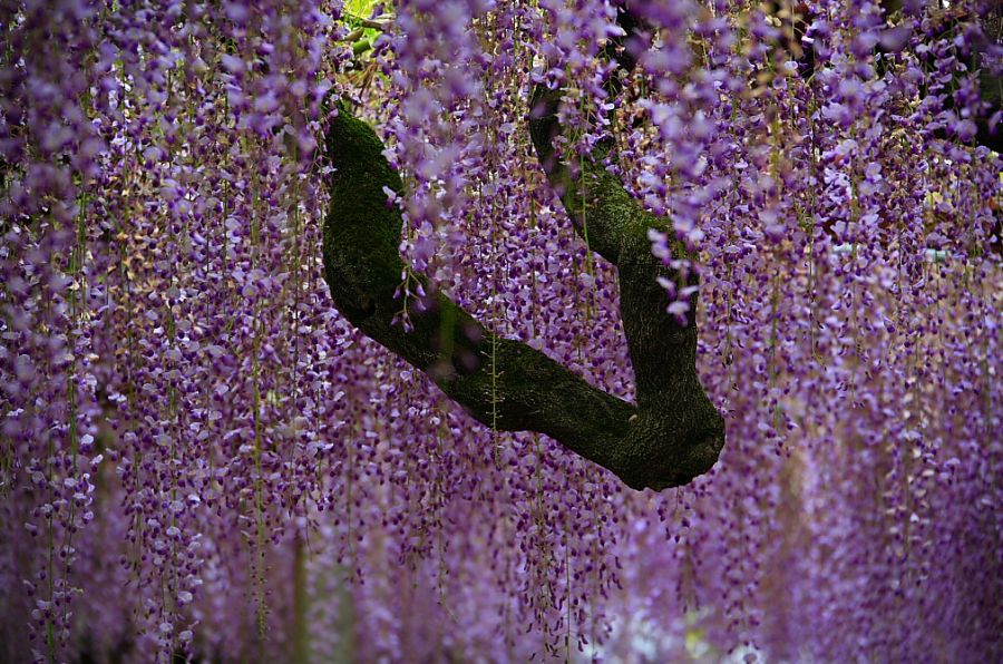 Wisteria บานสะพรั่ง 1