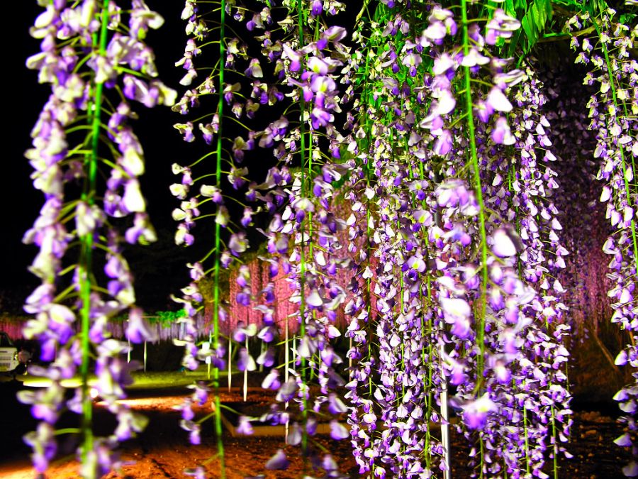 Wisteria บานสะพรั่ง 1