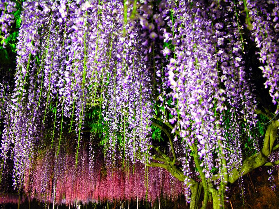 Wisteria บานสะพรั่ง 1